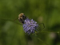 Bombus pascuorum 51, Akkerhommel, Saxifraga-Jan van der Straaten
