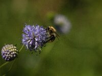 Bombus pascuorum 53, Akkerhommel, Saxifraga-Jan van der Straaten