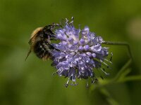 Bombus pascuorum 54, Akkerhommel, Saxifraga-Jan van der Straaten