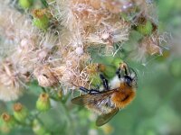 Bombus pascuorum 56, Akkerhommel, Saxifraga-Tom Heijnen