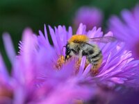 Bombus pascuorum 57, Akkerhommel, Saxifraga-Tom Heijnen