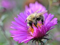 Bombus pascuorum 58, Akkerhommel, Saxifraga-Tom Heijnen