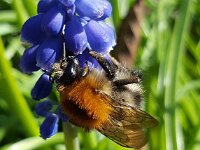 Bombus pascuorum 59, Akkerhommel, Saxifraga-Ben Delbaere  IICSA   II