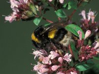 Bombus terrestris, Buff-tailed Bumblebee