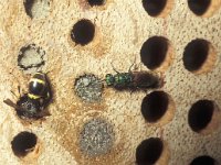 Chrysis ignita, Ruby-tailed wasp