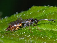Cratichneumon rufifrons