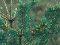 Diprion pini, Large Pine Sawfly