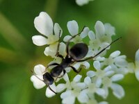 Formica fusca 11, Grauwzwarte renmier, Saxifraga-Ben Delbaere