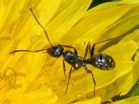 Formica fusca #06463 : Formica fusca, Grauwzwarte mier