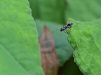 Formica fusca 9, Grauwzwarte renmier, Saxifraga-Tom Heijnen