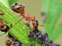 Formica sanguinea 14, Bloedrode roofmier, Saxifraga-Tom Heijnen