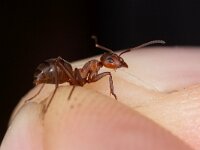 Formica truncorum 13, Stronkmier, Saxifraga-Luc Hoogenstein