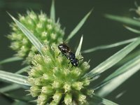 Hylaeus hyalinatus, European Bee