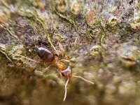 Lasius brunneus