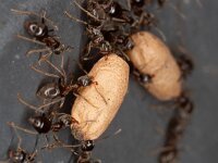 Lasius niger 18, Zwartbruine wegmier, Saxifraga-Luc Hoogenstein