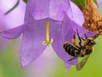Melitta haemorrhoidalis 5, Klokjesdikpoot, Saxifraga-Gerard de Jong : Bij, Insect, Klokjesdikpoot, Macro, Melitta haemorrhoidalis, Overig, Pietersberg, Saxifraga Beeldbank
