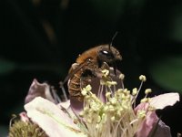 Osmia aurulenta, Gold-Fringed Mason Bee