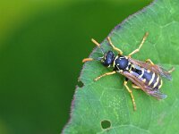 Polistes dominula 35, Franse veldwesp, Saxifraga-Tom Heijnen