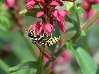Polistes dominula 36, Franse veldwesp, Saxifraga-Tom Heijnen