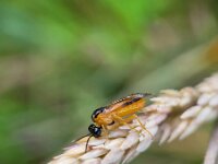 Selandria serva