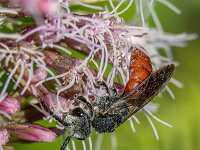 Sphecodes albilabris 12, Grote bloedbij, Saxifraga-Bart Heijne : 2024, Haute Languedoc, Hymenoptera, Nages, Sphecodes albilabris, camping La Canal, grote bloedbij, herfst, insect, september, vakantie, wilde bij