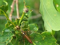 Tenthredopsis litterata