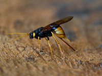 Urocerus gigas, Giant Wood Wasp