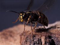 Vespula rufa, Red wasp