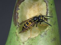 Vespula vulgaris, Common Wasp