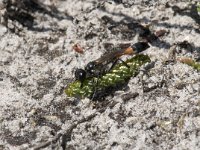 Ammophila sabulosa 11, Grote rupsendoder with caterpillar Sphinx pinastri, Saxifraga-Willem van Kruijsbergen