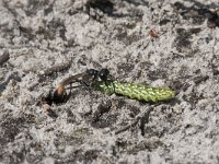 Ammophila sabulosa 22, Grote rupsendoder with caterpillar Sphinx pinastri, Saxifraga-Willem van Kruijsbergen