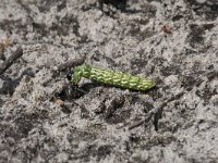 Ammophila sabulosa 24, Grote rupsendoder with caterpillar Sphinx pinastri, Saxifraga-Willem van Kruijsbergen