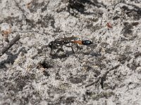 Ammophila sabulosa 33, Grote rupsendoder, Saxifraga-Willem van Kruijsbergen