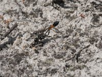 Ammophila sabulosa 34, Grote rupsendoder, Saxifraga-Willem van Kruijsbergen