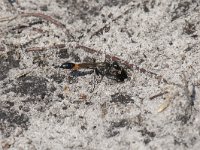 Ammophila sabulosa 38, Grote rupsendoder, Saxifraga-Willem van Kruijsbergen