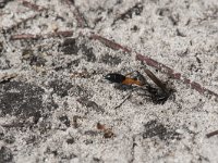 Ammophila sabulosa 43, Grote rupsendoder, Saxifraga-Willem van Kruijsbergen