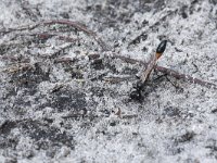 Ammophila sabulosa 45, Grote rupsendoder, Saxifraga-Willem van Kruijsbergen