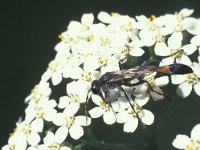 Ammophila sabulosa 6, Grote rupsendoder, Saxifraga-Frits Bink