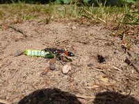 Ammophila sabulosa 9, Grote rupsendoder, Saxifraga-Mark Zekhuis