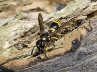 Ancistrocerus gazella 01 #01866 : Ancistrocerus gazella, European potter wasp