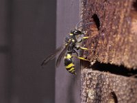 Ancistrocerus nigricornis 1, Saxifraga-Pieter van Breugel