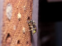 Ancistrocerus nigricornis 2, Saxifraga-Pieter van Breugel