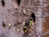 Ancistrocerus nigricornis 3, Saxifraga-Pieter van Breugel