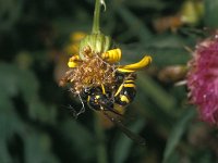 Ancistrocerus nigricornis 4, female, Saxifraga-Pieter van Breugel