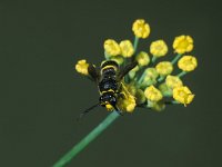 Ancistrocerus parietinus 1, Saxifraga-Frits Bink