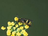 Ancistrocerus parietinus 2, Saxifraga-Frits Bink