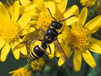 Ancistrocerus parietinus 3, Saxifraga-Frits Bink