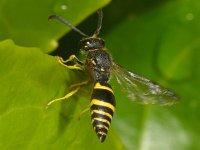 Ancistrocerus parietum 1, Saxifraga-Ab H Baas