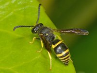 Ancistrocerus parietum 2, Saxifraga-Ab H Baas