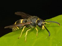 Ancistrocerus parietum 3, Saxifraga-Ab H Baas